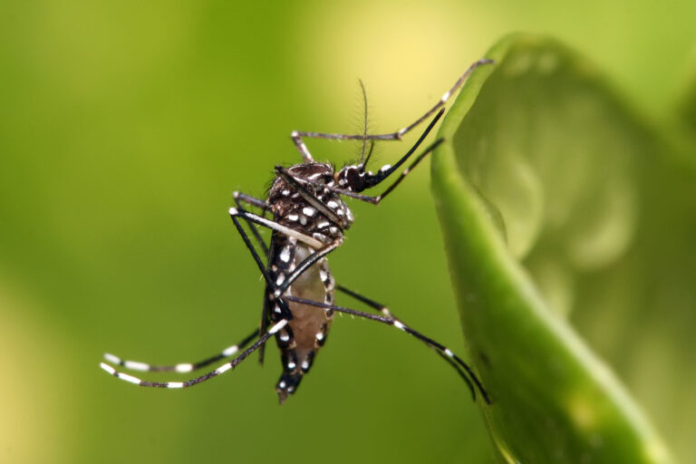 Casos de dengue explodem em SP; número já é maior do que o registrado em 2021