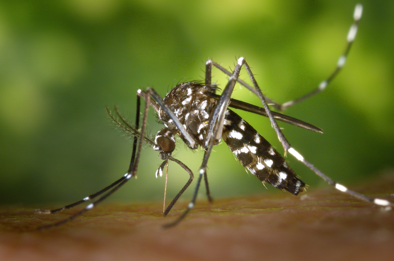 Brasil tem aumento de 113,7% dos casos de dengue