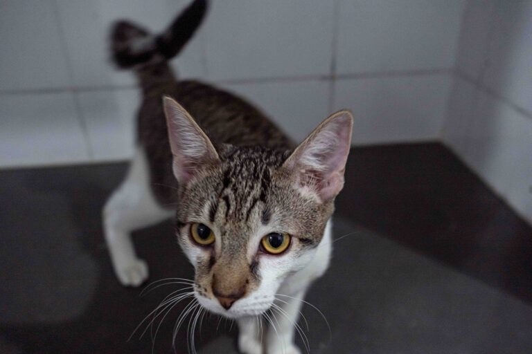 Inscrições para o curso de Auxiliar Veterinário na Escola Pet estão abertas em Taboão