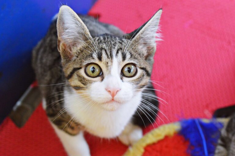 Feira de adoção de cães e gatos acontecerá no dia 13 de maio em Taboão da Serra