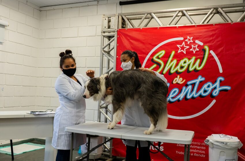  Tutores de Taboão da Serra podem cadastrar cães para serem modelos da Escola de Estética Animal