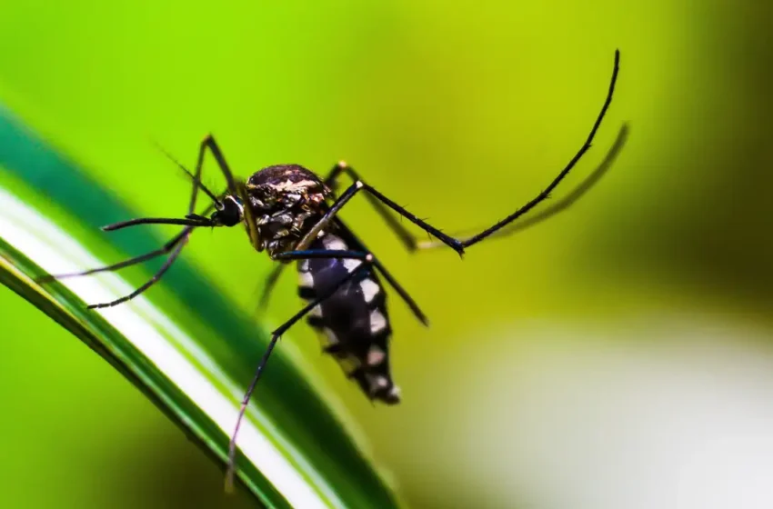  Brasil se aproxima de 6 milhões de casos e 4 mil mortes por dengue